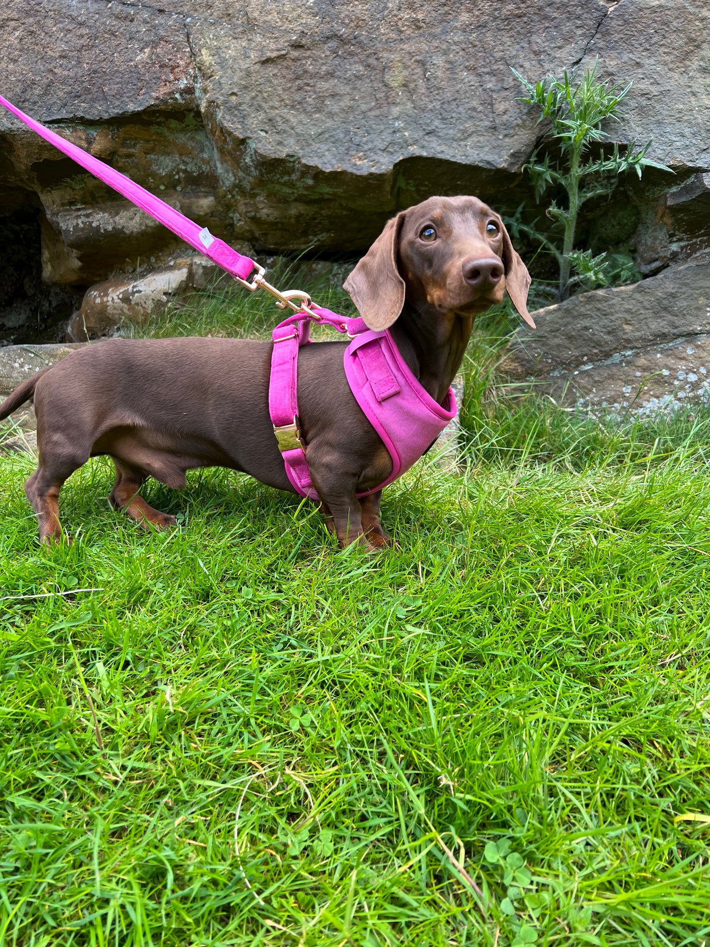 Luxury Pink Velvet and Rose Gold Dog Harness Hunter & Co.