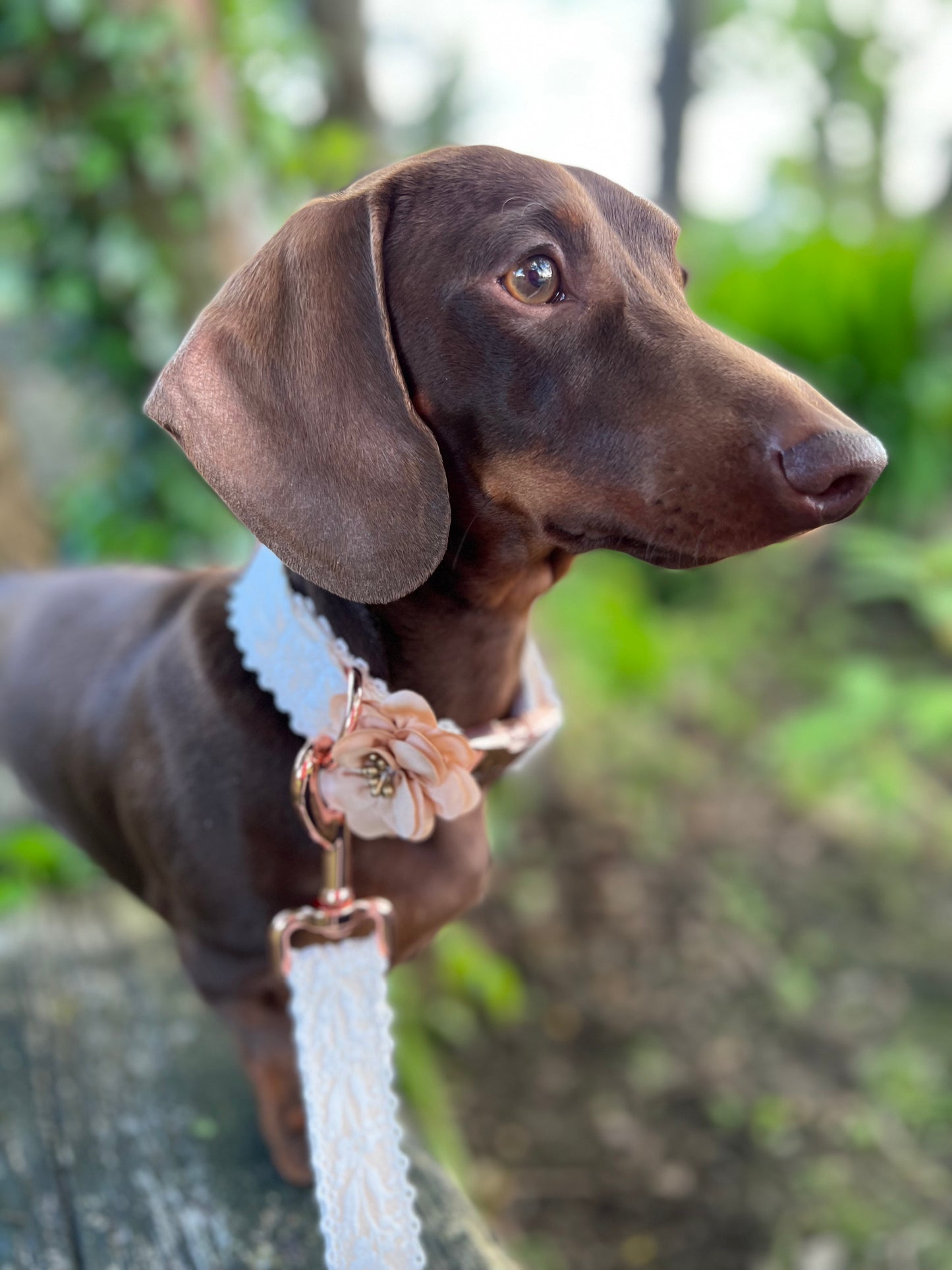 White Lace Wedding Dog Collar Flower and Lead Set Rose Gold Hunter & Co.