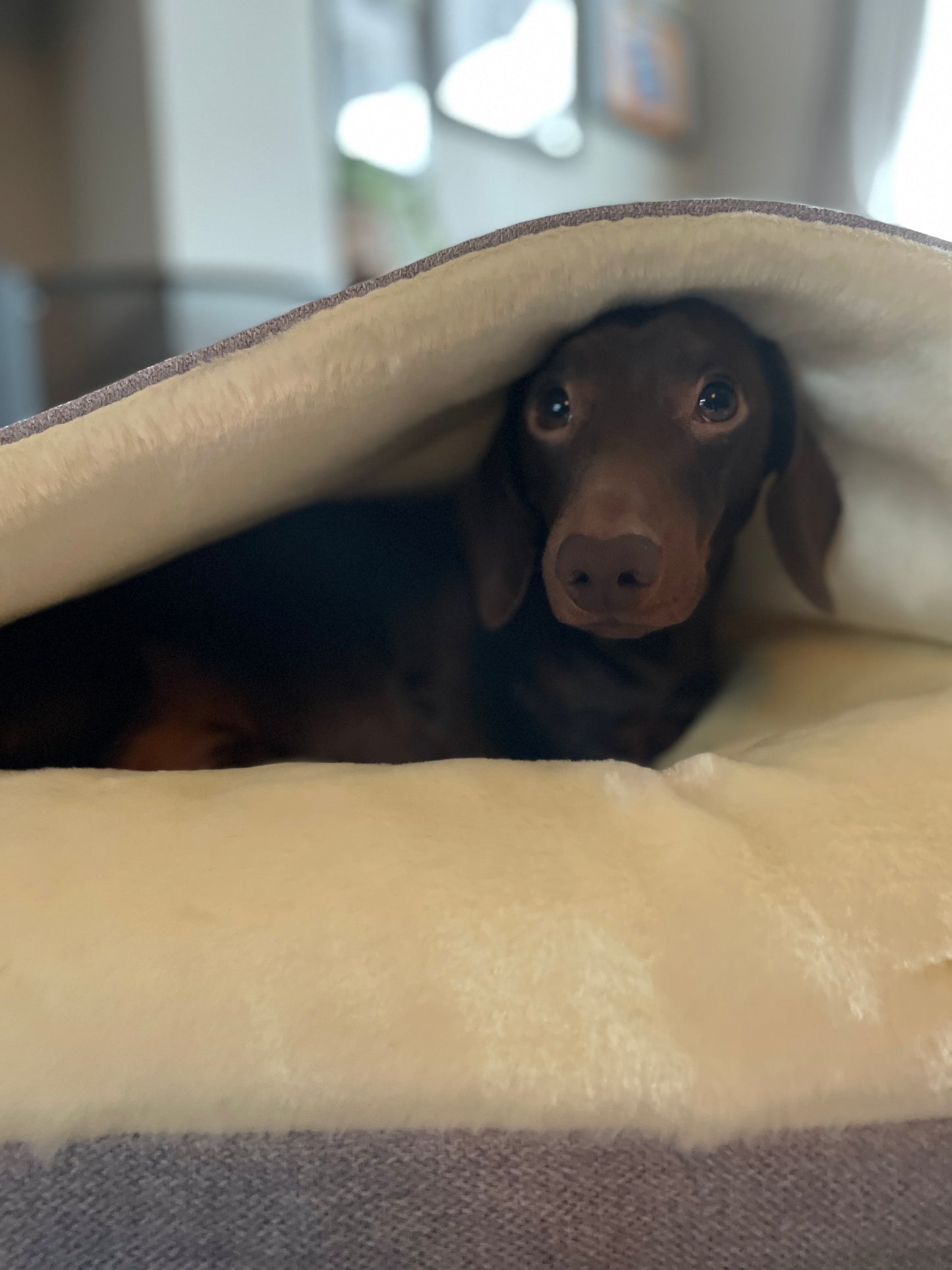 Light Grey Snuggle Cave Dog Bed Dash Of Hounds