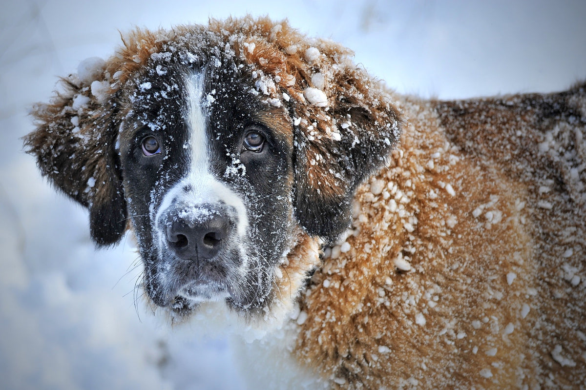 Keeping Your Dog Safe in Winter: A Guide to Winter Dangers for Dogs ...