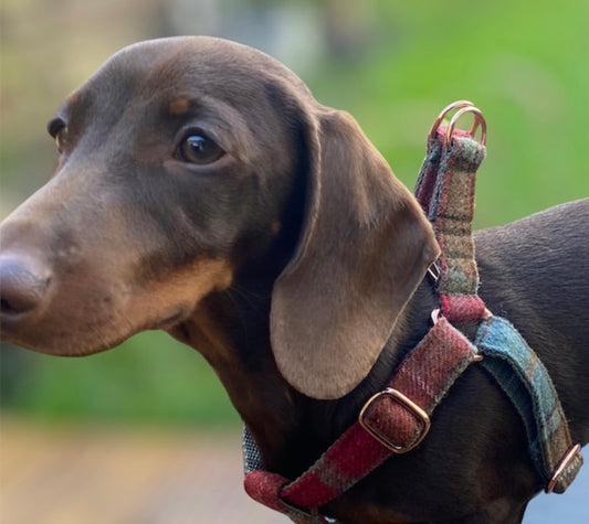 Candy Pink Tweed Dog Harness Dash Of Hounds
