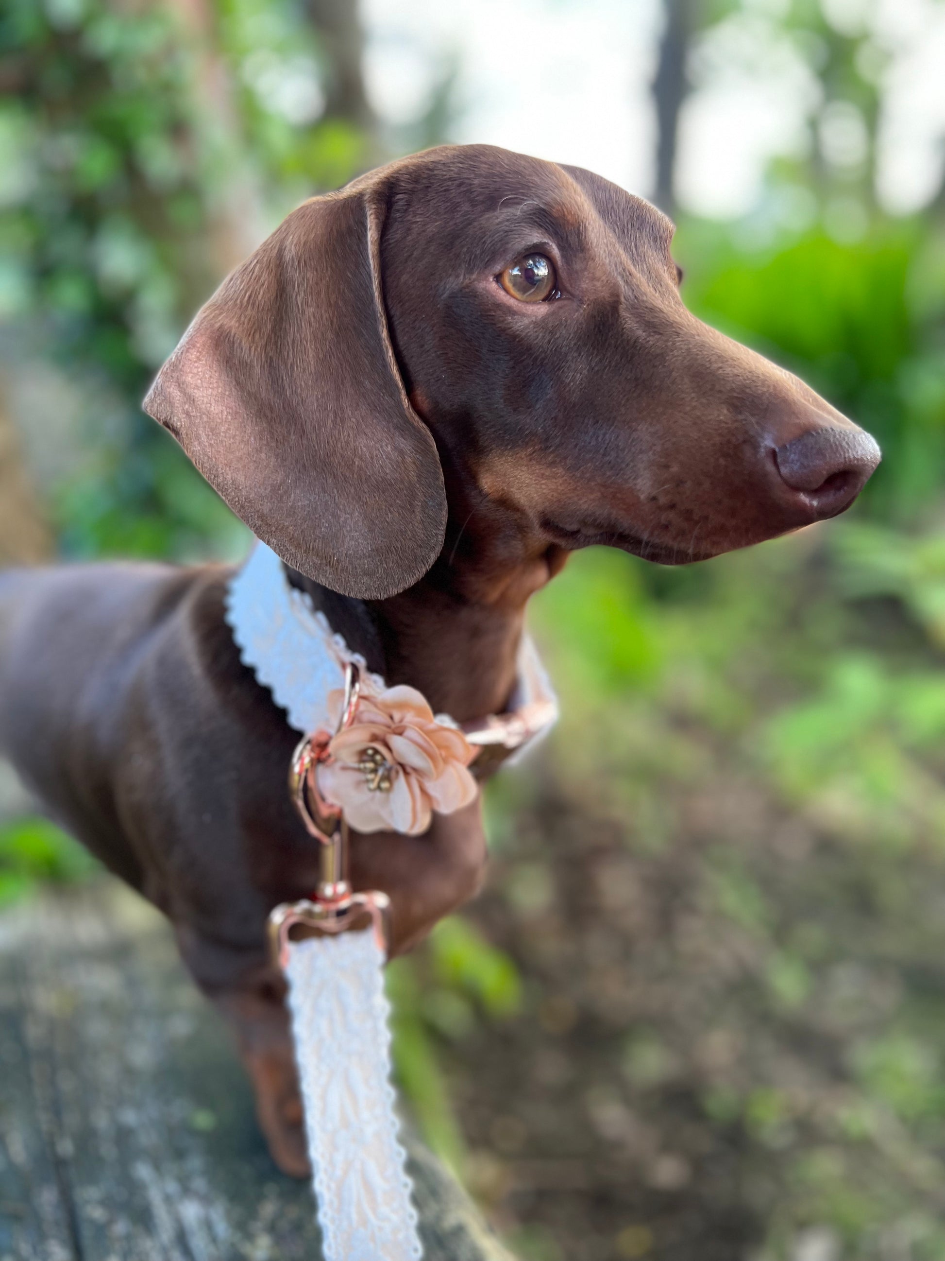 White Lace Wedding Dog Collar Flower and Lead Set Rose Gold Hunter & Co.